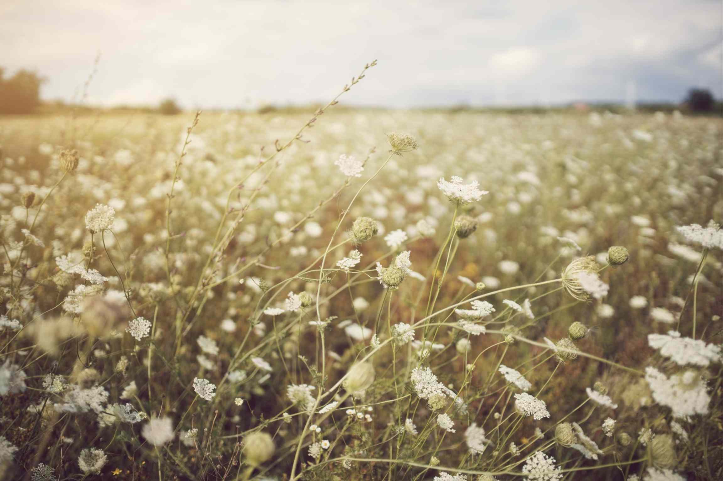 Blumenwiese